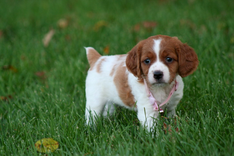 French brittany spaniel hot sale breeders